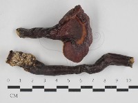 藏品(赤芝)的圖片