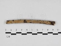 藏品(硬孔菌屬)的圖片