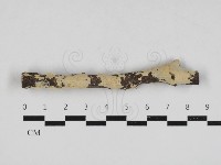 藏品(顯絲菌屬)的圖片