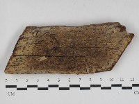 藏品(射脈菌屬)的圖片