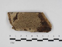 藏品(射脈菌屬)的圖片