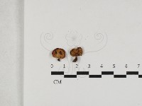 藏品(多孔菌屬)的圖片