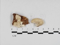 藏品(寡孔菌屬)的圖片