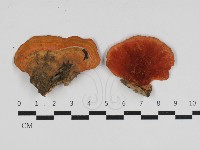 藏品(血紅密孔菌)的圖片