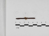 藏品(小菇屬)的圖片