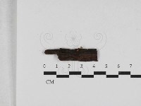 藏品(小菇屬)的圖片