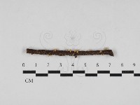 藏品(小皮傘屬)的圖片