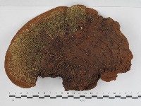 藏品(木層孔菌屬)的圖片