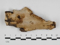 藏品(多年臥孔菌屬)的圖片