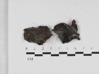 藏品(毛木耳)的圖片