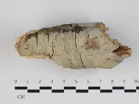 藏品(刺皮菌屬)的圖片