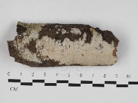 藏品(刺皮菌屬)的圖片