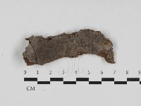 藏品(刺革菌屬)的圖片