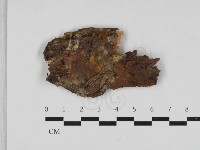 藏品(射脈菌屬)的圖片