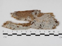 藏品(阿太菌屬)的圖片