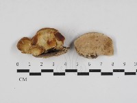 藏品(多孔菌屬)的圖片