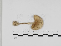 藏品(鵝膏屬)的圖片