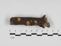 藏品(微皮傘屬)的圖片