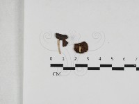 藏品(小皮傘屬)的圖片