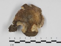 藏品(紅菇屬)的圖片