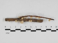 藏品(微皮傘屬)的圖片