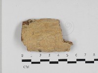 藏品(顯絲菌屬)的圖片