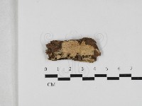 藏品(射脈菌屬)的圖片