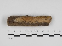 藏品(顯絲菌屬)的圖片