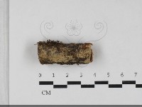 藏品(顯絲菌屬)的圖片