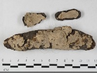 藏品(刺皮菌屬)的圖片