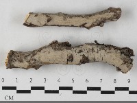 藏品(刺皮菌屬)的圖片