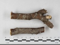 藏品(刺皮菌屬)的圖片