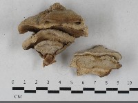 藏品(栓菌屬)的圖片