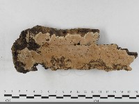 藏品(硬孔菌屬)的圖片