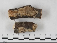 藏品(射脈菌屬)的圖片