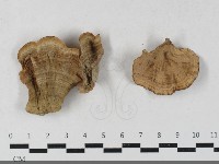 藏品(蠔韌革菌)的圖片