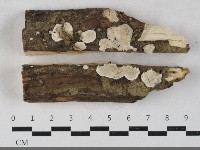 藏品(骨皮菌屬)的圖片