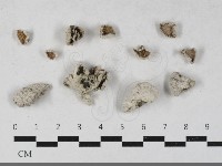 藏品(裂褶菌)的圖片