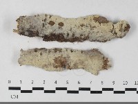 藏品(剛毛絲皮菌)的圖片