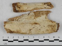 藏品(粗糙孢菌屬)的圖片