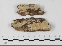 藏品(容氏菌屬)的圖片