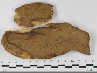 藏品(纖孔菌屬)的圖片