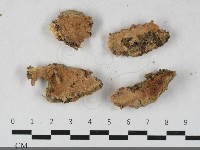 藏品(硬孔菌屬)的圖片