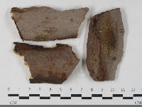 藏品(刺革菌屬)的圖片