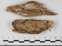 藏品(絲皮菌屬)的圖片