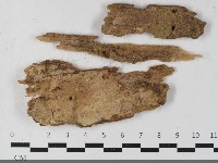 藏品(絲皮菌屬)的圖片