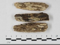 藏品(絲齒菌屬)的圖片