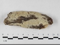 藏品(剛毛絲皮菌)的圖片