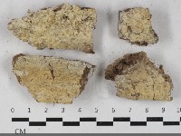 藏品(擬筍殼菌屬)的圖片