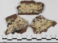 藏品(剛毛絲皮菌)的圖片